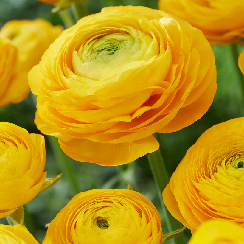 Bukettranunkel-Ranunculus Yellow 10-pakning